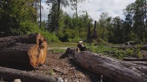 Best Firewood Processing and Delivery  in Barrington Hls, IL